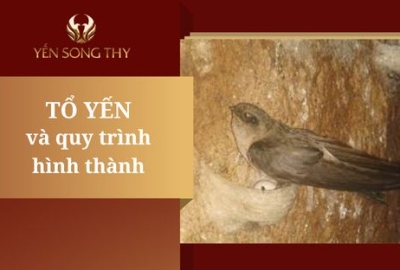 Tổ yến được hình thành như thế nào? Quy trình xây tổ của chim Yến
